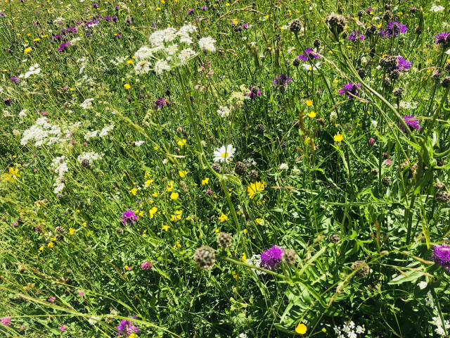 Sommeraktivitäten rund um Das Flachshaus (Photo 1)
