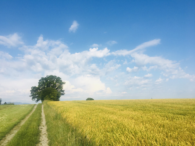 Sommeraktivitäten rund um Das Flachshaus (Photo 3)